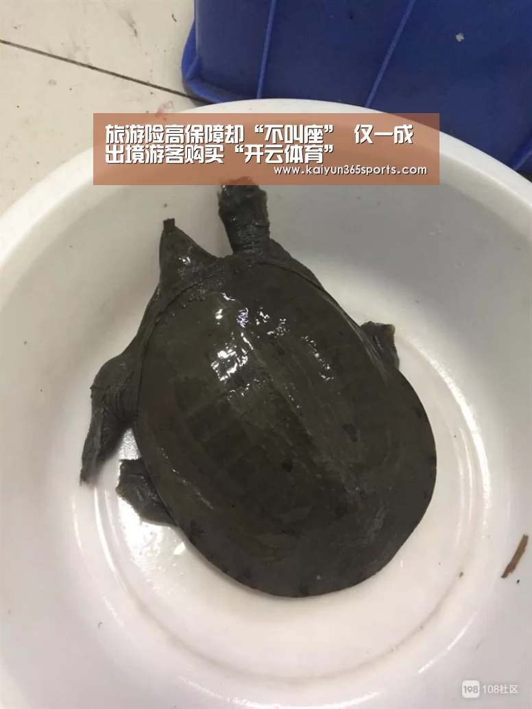 旅游险高保障却“不叫座” 仅一成出境游客购买“开云体育”(图1) 开云网站