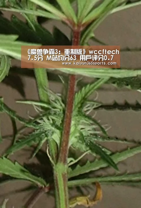 《魔兽争霸3:重制版》wccftech 7.5分 M站均分63 用户评分0.7‘开云网站’(图1) 开云网站